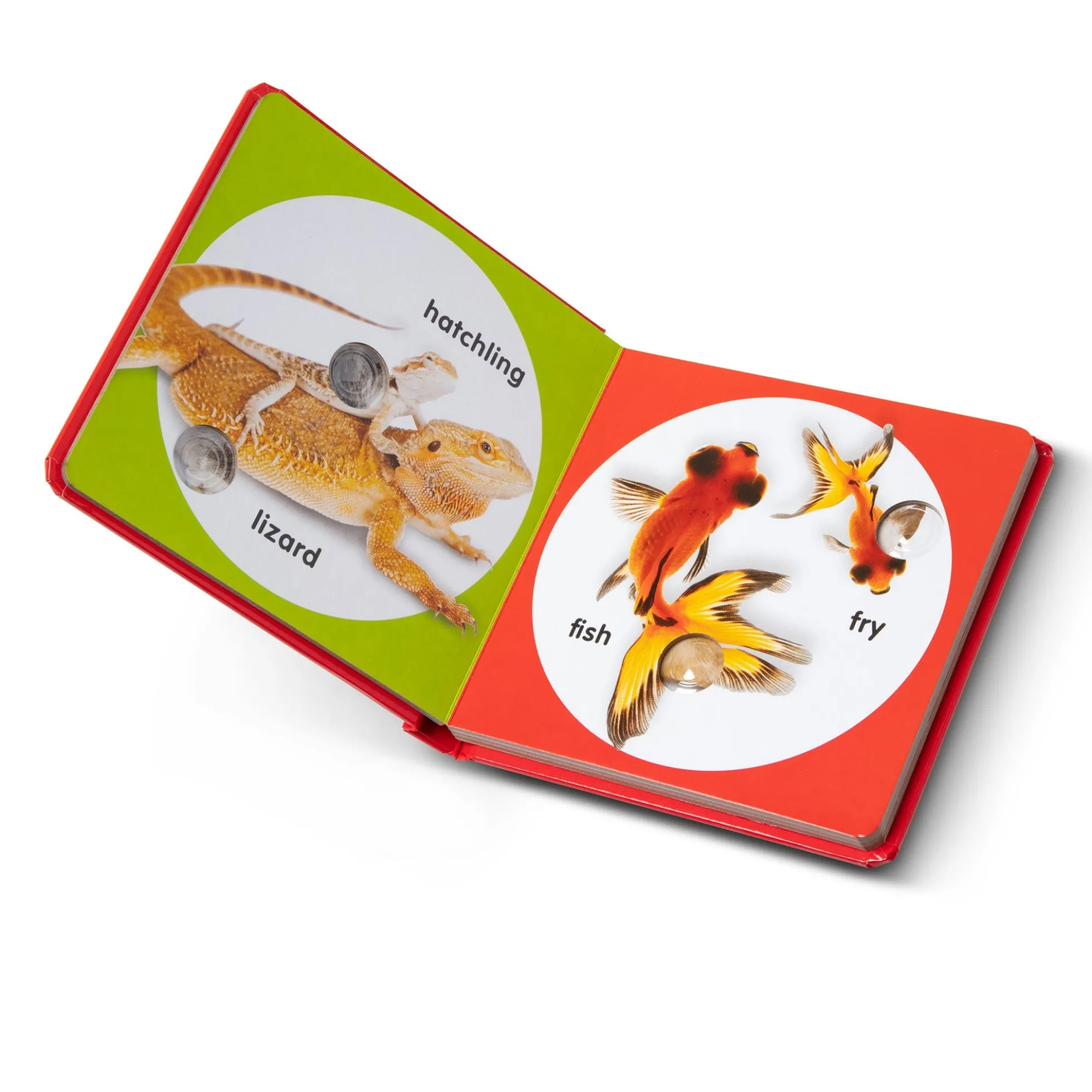 Poke-a-Dot: Pet Families Board Book