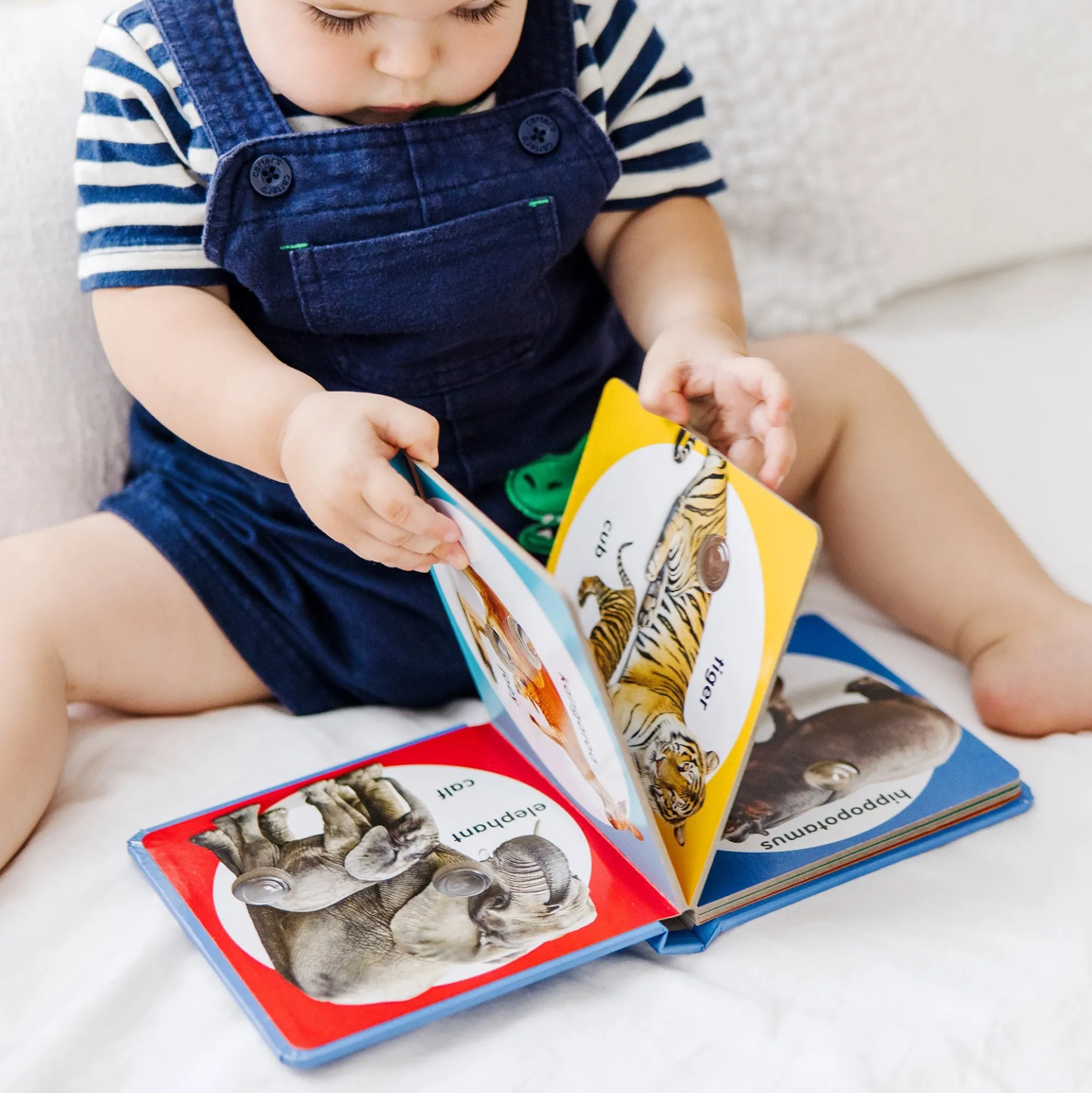 Poke-a-Dot: Wild Animal Families Board Book