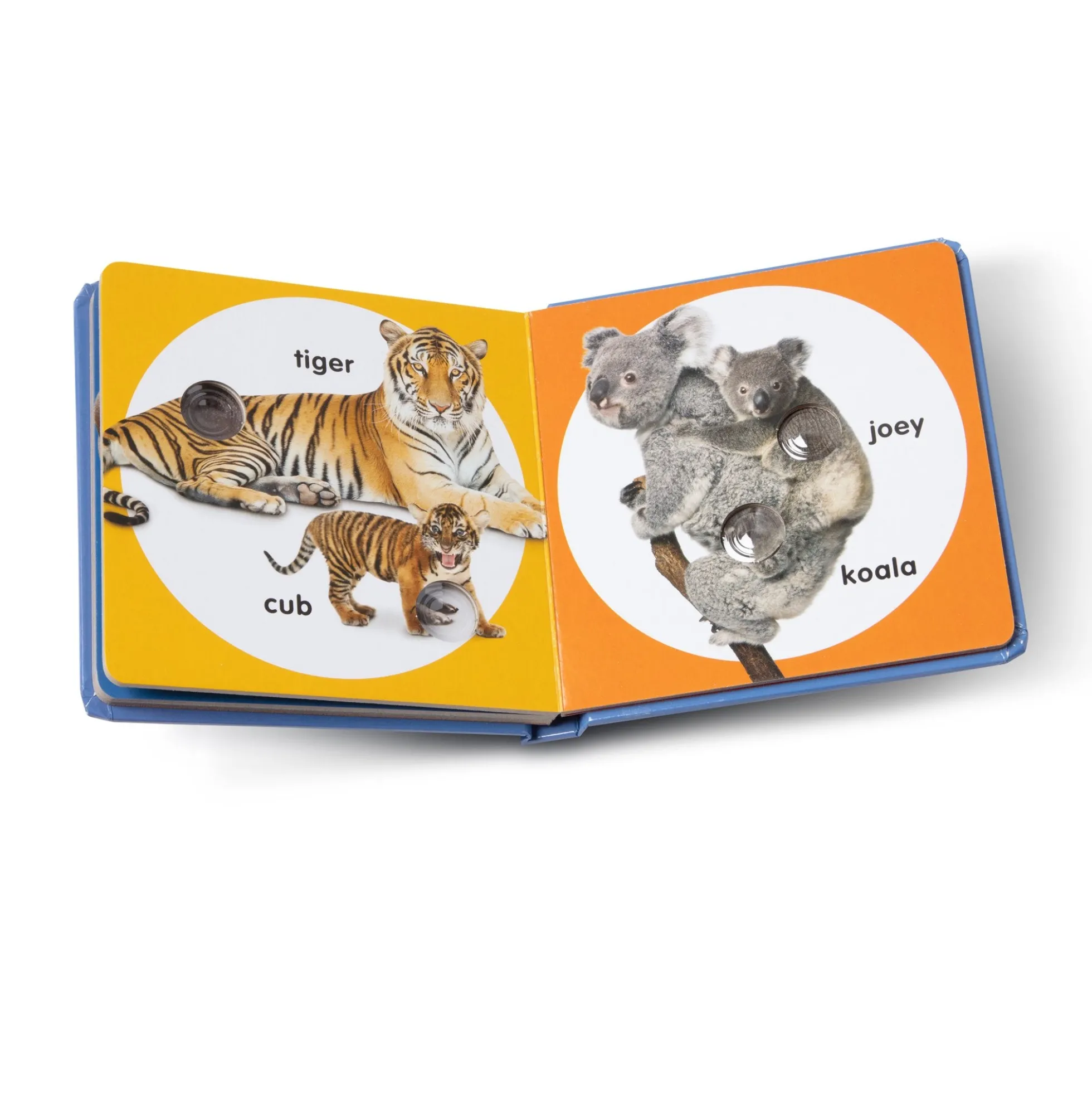 Poke-a-Dot: Wild Animal Families Board Book