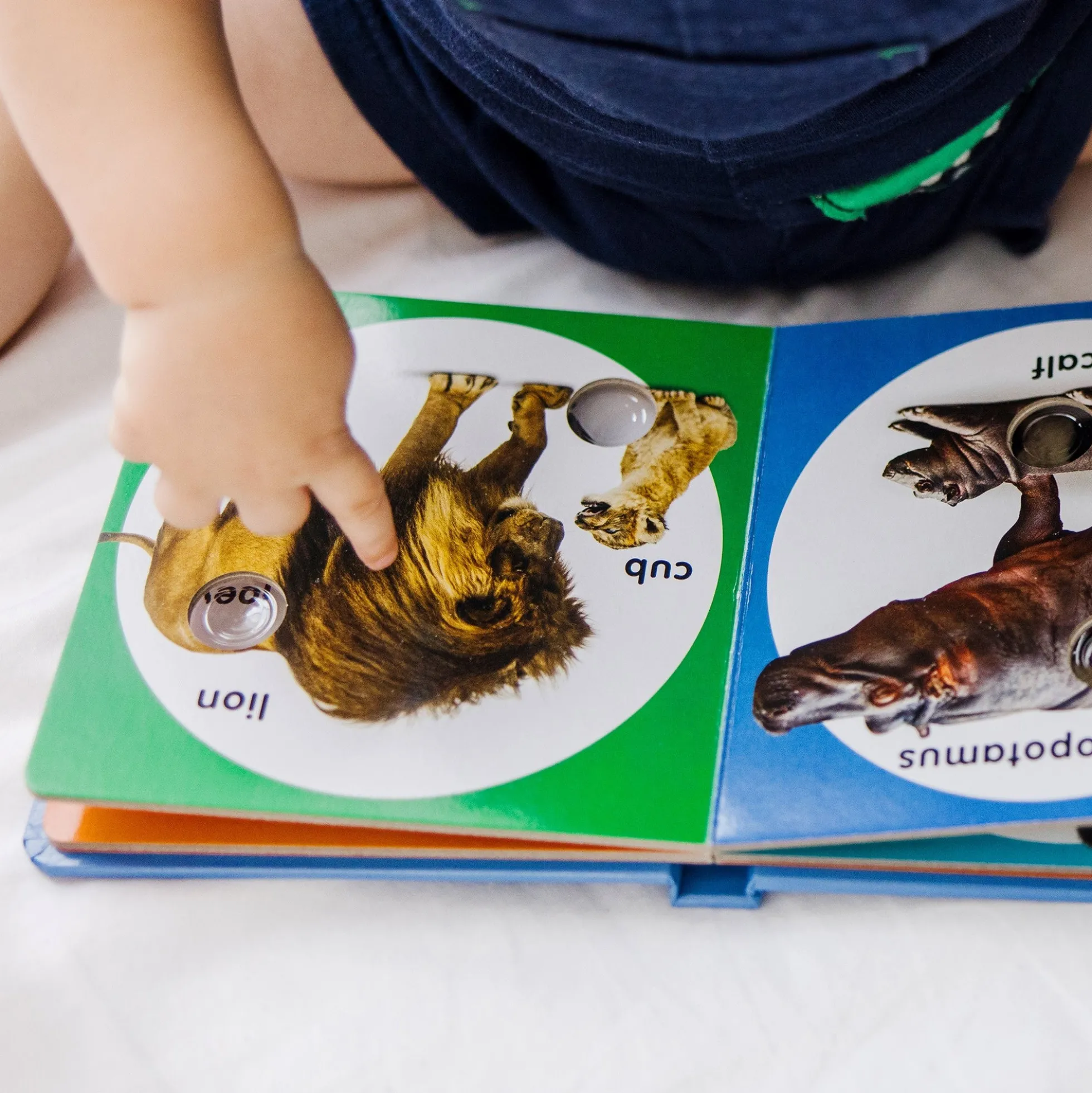 Poke-a-Dot: Wild Animal Families Board Book